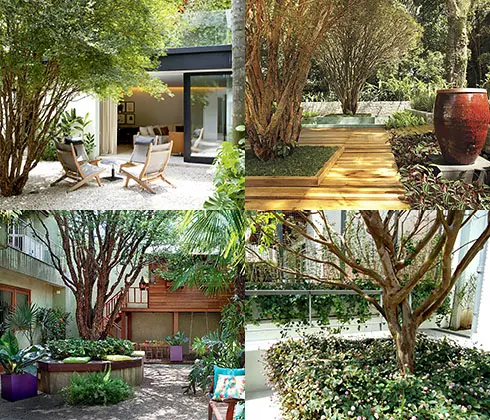 Venda de Pé de Jabuticaba já produzindo