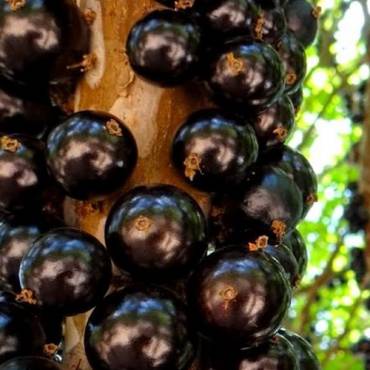 Benefícios da Jabuticaba para a saúde e boa forma