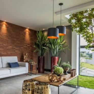 Saiba como ter a sua Jabuticabeira dentro de casa